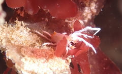 Podocerus cristatus image