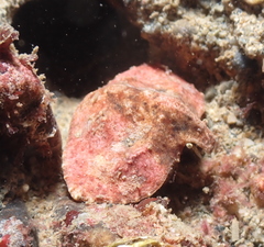 Cryptolithodes typicus