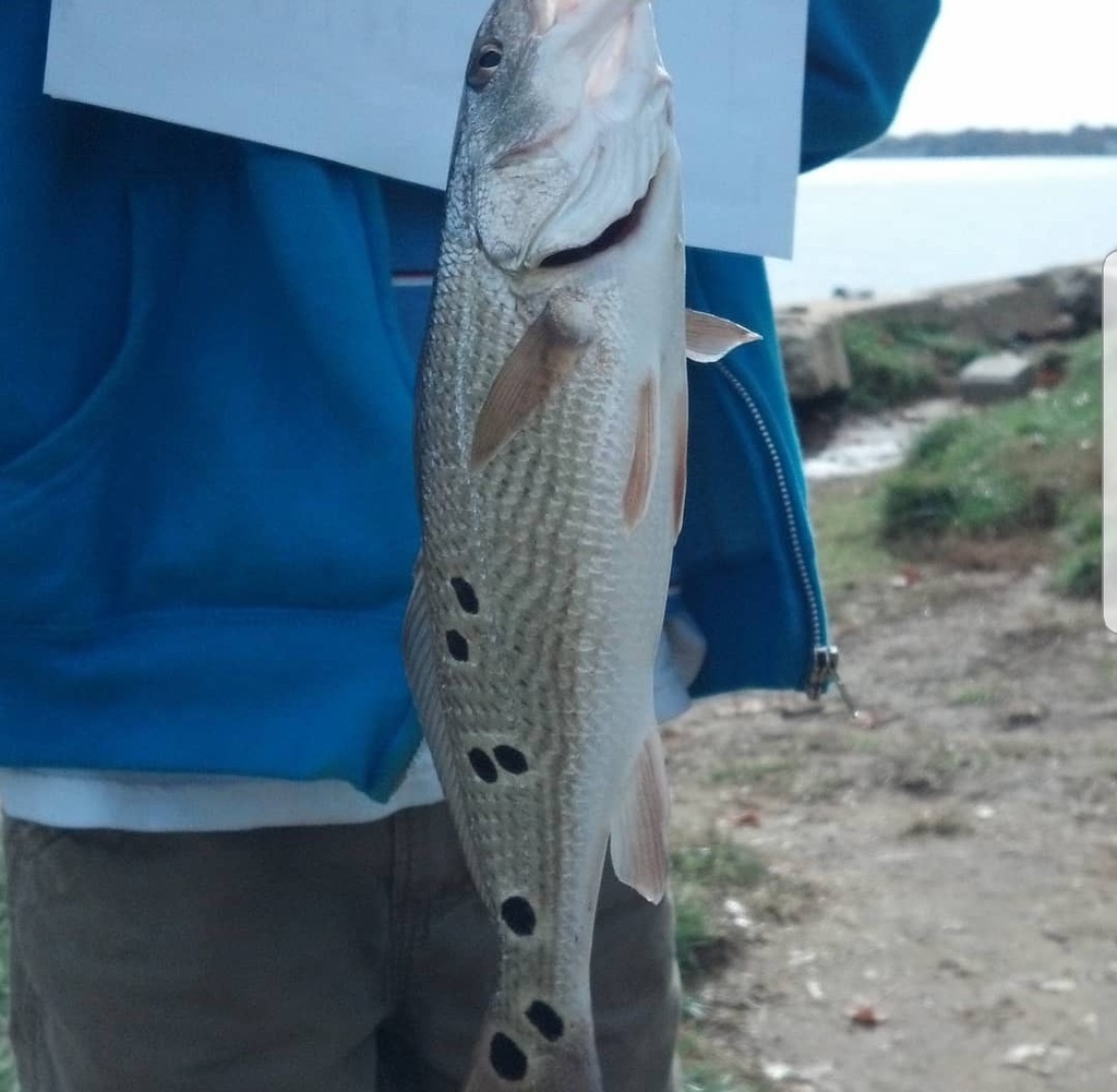 Red Drum