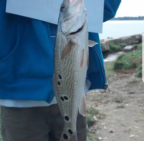 Red drum (Sciaenops ocellatus) — Sciaenidae