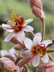 Miconia dodecandra