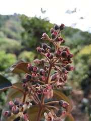 Miconia dodecandra
