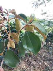 Miconia dodecandra