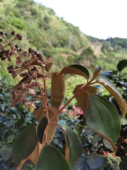 Miconia dodecandra