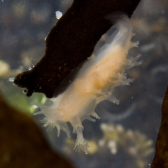 Tritonicula myrakeenae