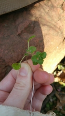 Magnoliopsida