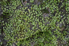 Lemmaphyllum microphyllum