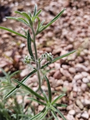 Johnstonella angustifolia