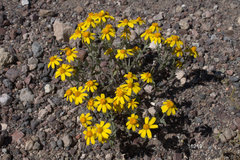 Eriophyllum wallacei