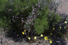 Phacelia vallis-mortae
