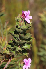 Pelargonium cucullatum strigifolium