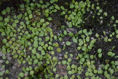 Lemmaphyllum microphyllum