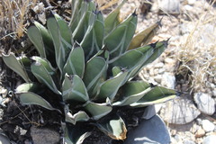Agave nickelsiae