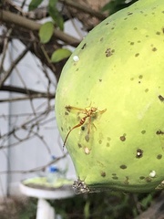 Toxotrypana curvicauda