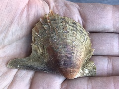 Pteria sterna