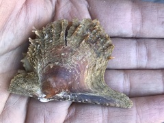 Pteria sterna