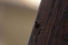 Ceutorhynchus pallidactylus