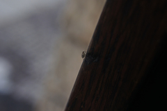 Ceutorhynchus pallidactylus