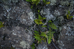 Pleopeltis orientalis