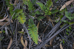 Pleopeltis orientalis