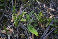 Pleopeltis orientalis