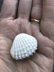 Tegillarca granosa
