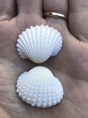 Tegillarca granosa