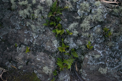 Pleopeltis orientalis