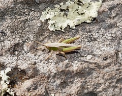 Sigaus campestris