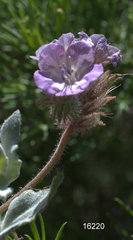 Phacelia vallis-mortae