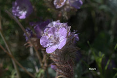 Phacelia vallis-mortae