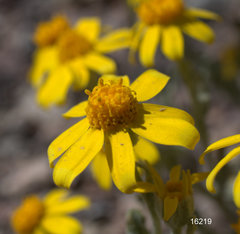 Eriophyllum wallacei