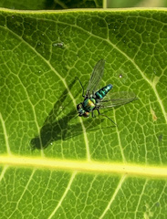 Condylostylus armipes
