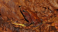 Rhinella castaneotica