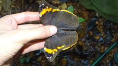 Catoblepia xanthus
