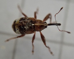 Anthonomus bituberculatus