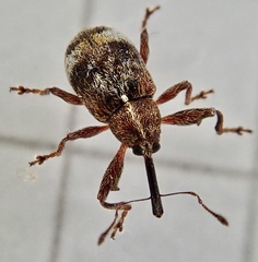 Anthonomus bituberculatus