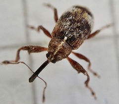 Anthonomus bituberculatus