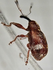 Anthonomus bituberculatus