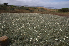 Arctotis stoechadifolia