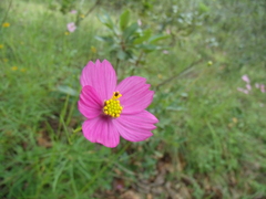 Cosmos crithmifolius