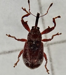 Anthonomus bituberculatus