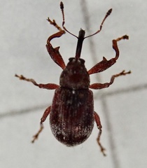 Anthonomus bituberculatus