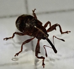 Anthonomus bituberculatus