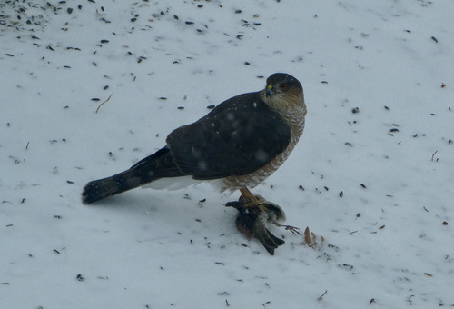 Sharp-shinned Hawk photographed in Montana