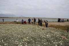 Arctotis stoechadifolia