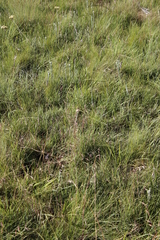 Monocymbium ceresiiforme