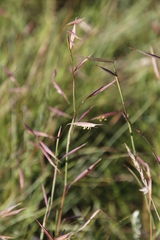 Monocymbium ceresiiforme