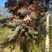 Quercus × bebbiana - Photo (c) Pat Deacon, osa oikeuksista pidätetään (CC BY-NC), uploaded by Pat Deacon