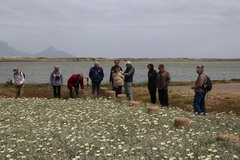 Arctotis stoechadifolia